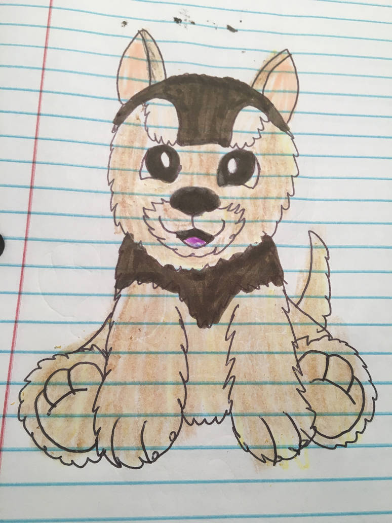 Webkinz Signature Short Haired Yorkie By Lpscat123 On Deviantart