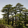 Cedars Of God