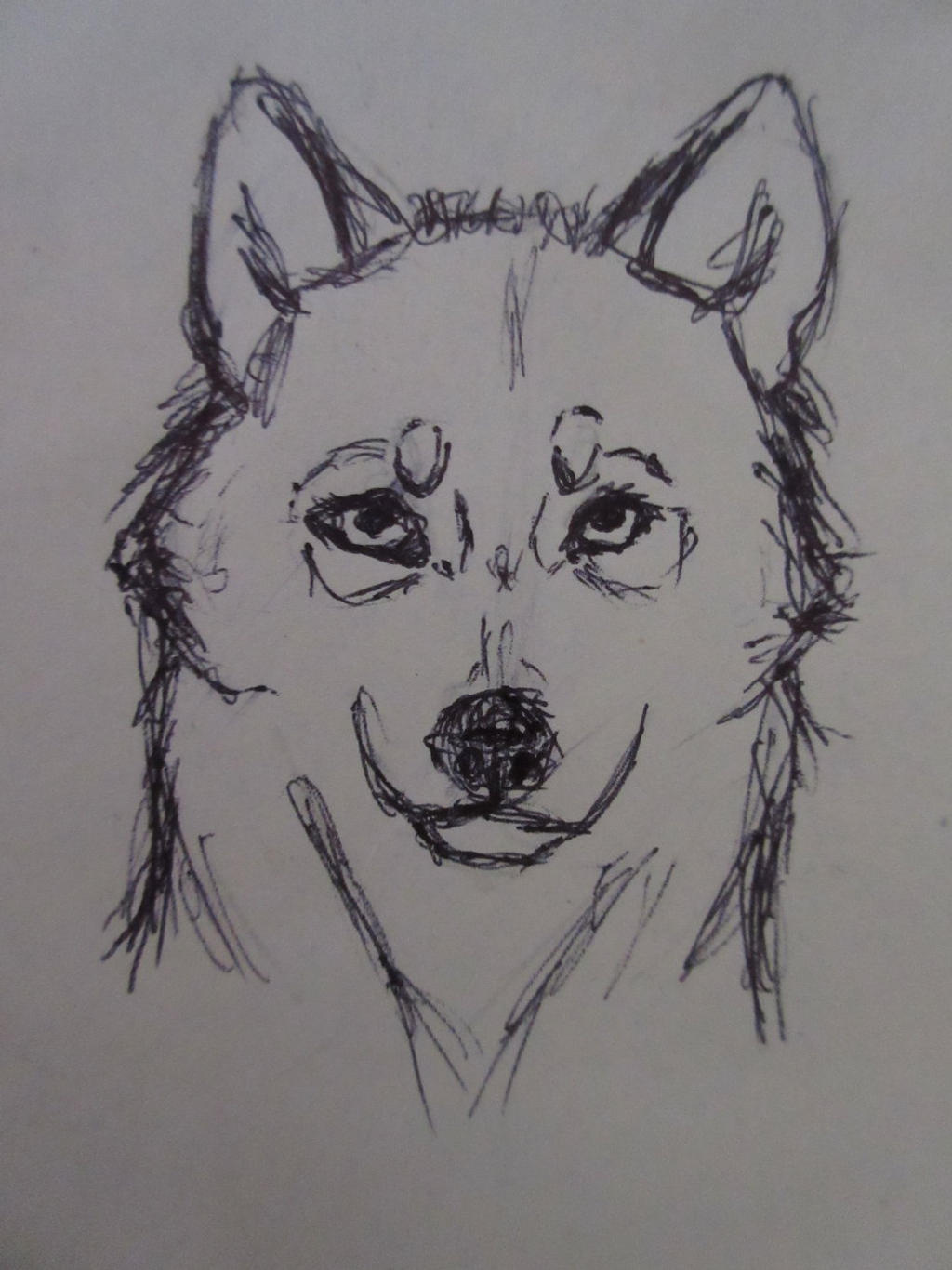 Wolf Sketch