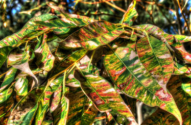 Gumleaves Bush Holidays