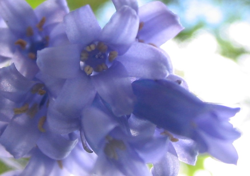 Pastel Bluebells