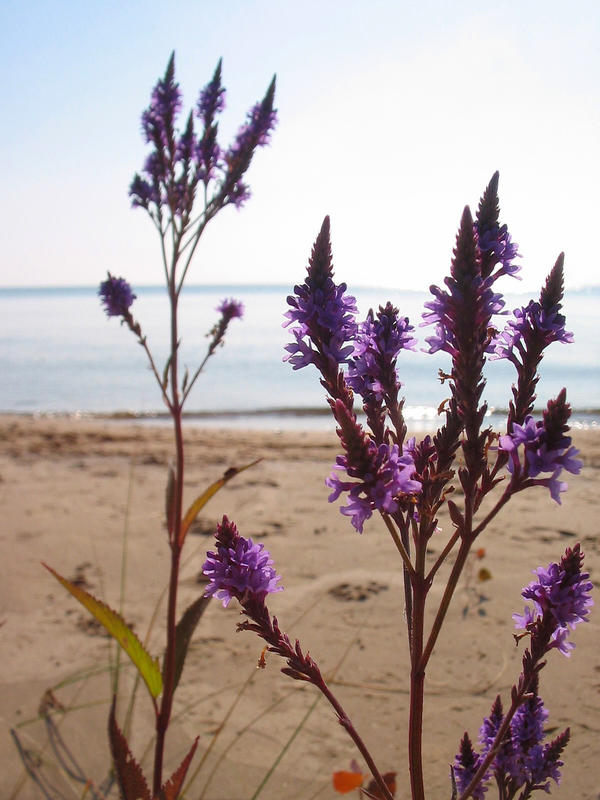 Blue Vervain