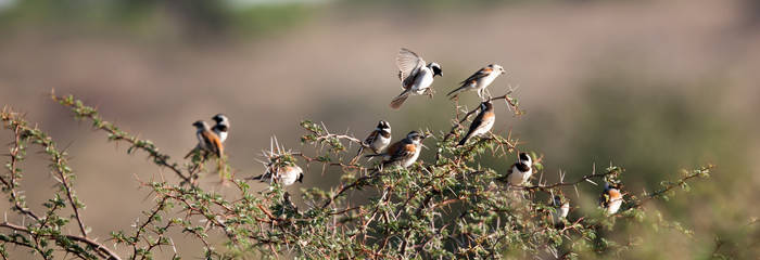 Mossies in the bush