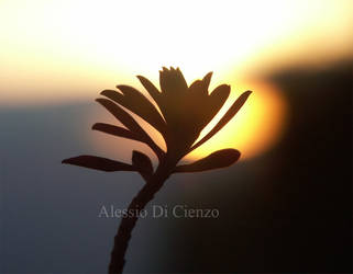 Tramonto - Fiore