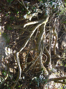 roots uprooted