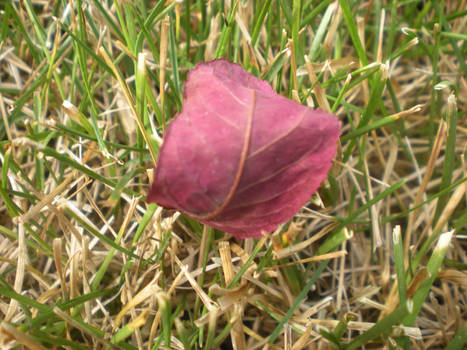 A Purple Leaf