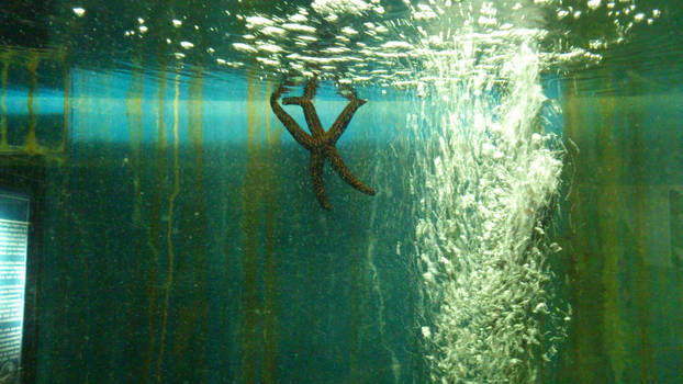 Ubatuba Aquarium - Starfish