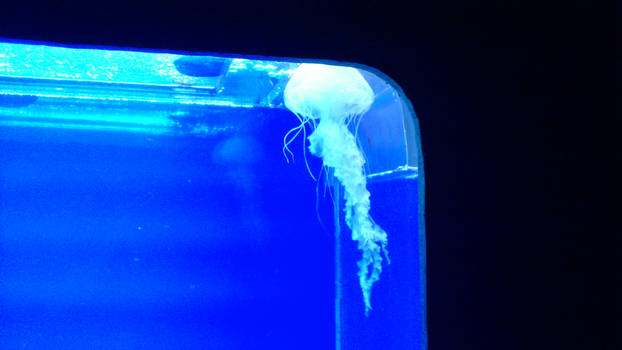 Ubatuba Aquarium - Jellyfish