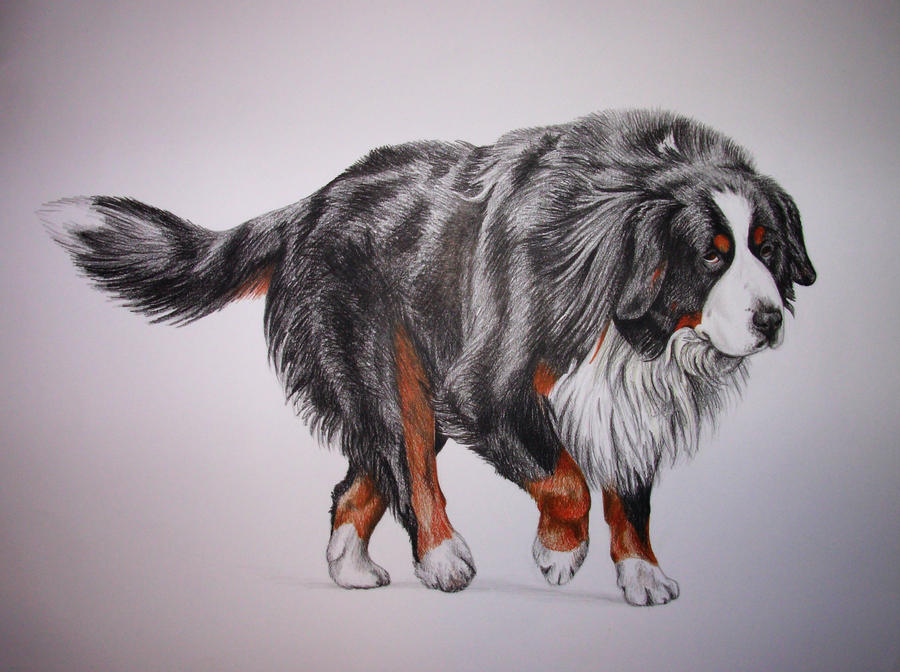 bernese mountain dog