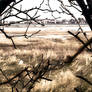 Beach through the eyes of Trees