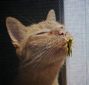 The Cat and The Grasshopper.