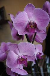 PHOTOGRAPHY- Phalaenopsis sp.