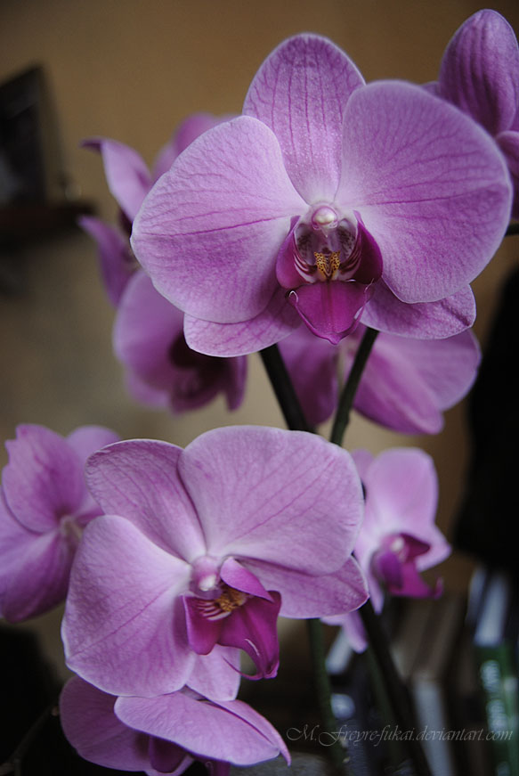 PHOTOGRAPHY- Phalaenopsis sp.