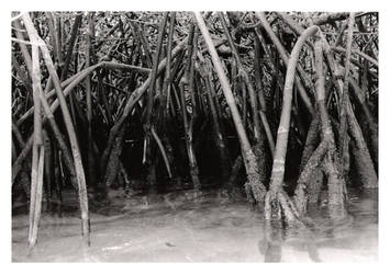 mangroves