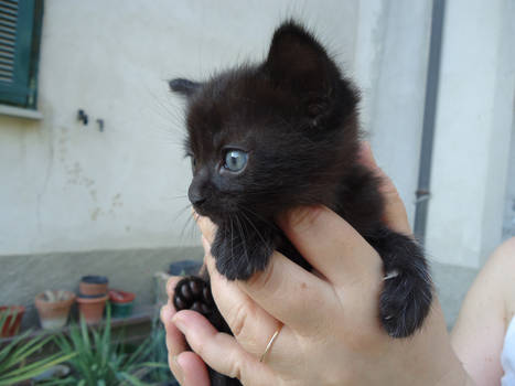 New born kitty! Hello World!