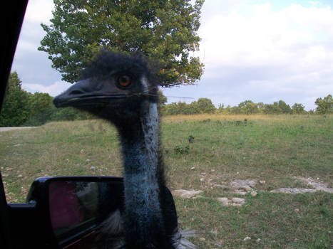 emu horror story