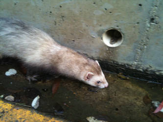 ferret 2