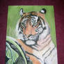 Tiger in chalk finished v...