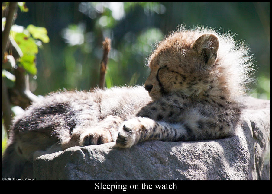 Sleeping on the watch