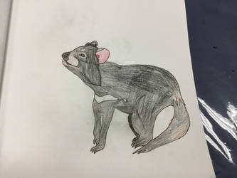 Tasmanian devil