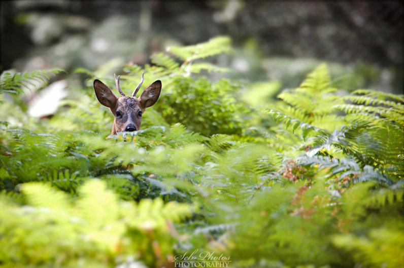 Guess who's in the ferns?