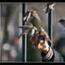 Flying sparrows