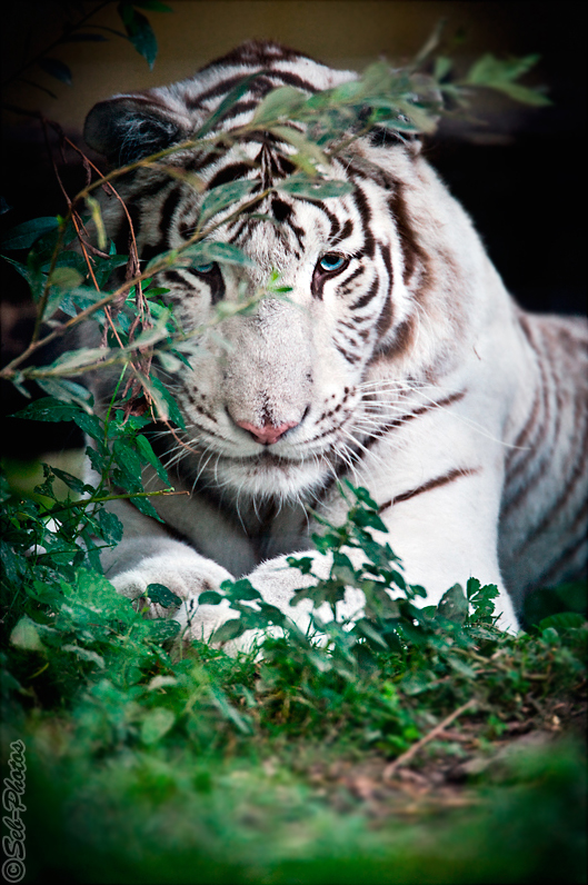 Hided white tiger is keeping an eye on me