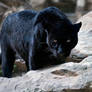 A black panther is focused on me...