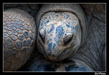 Turtle close-up by Seb-Photos