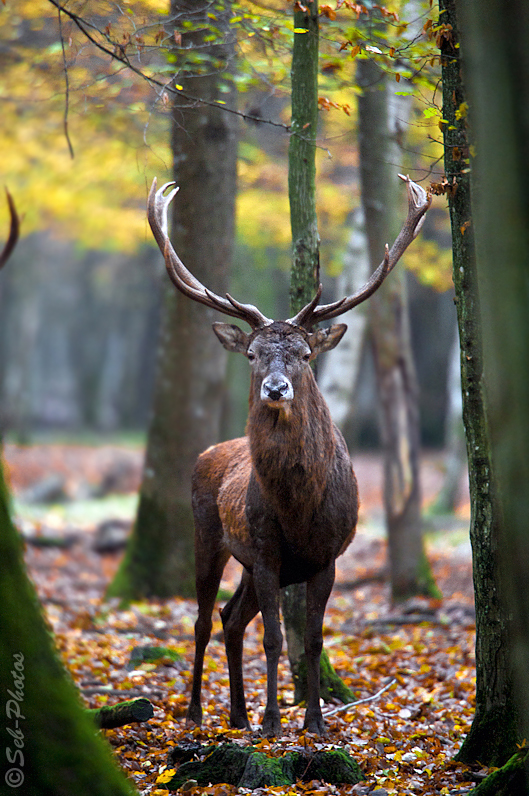 Autumn picture - deer in the wild