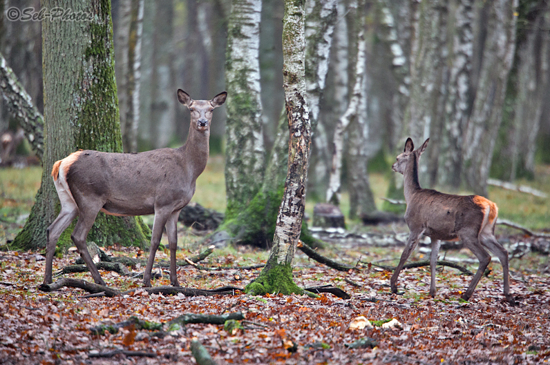 A hind and a calf...