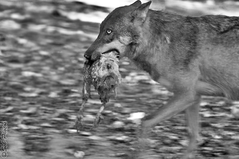 Running for protecting the lunch!