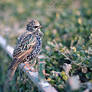 Starling - Sturnus vulgaris