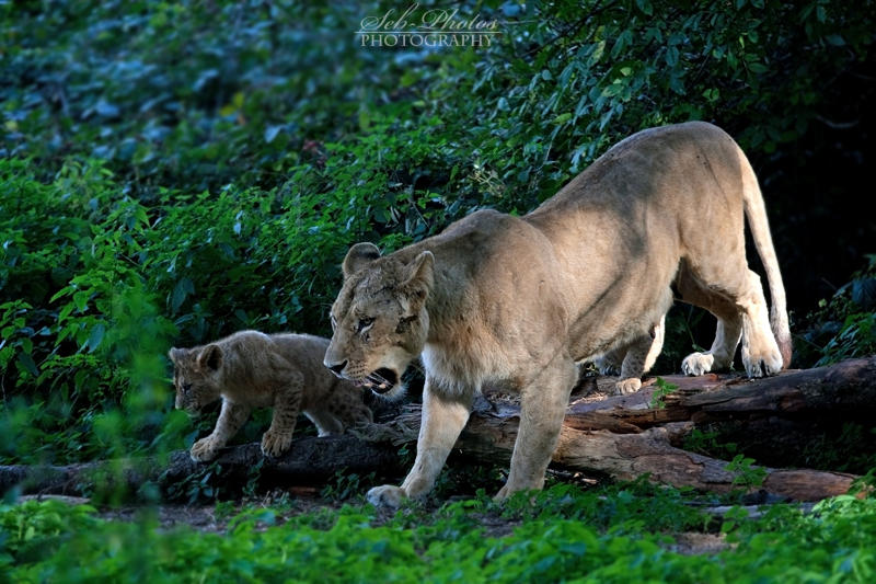 Mom and cub... by Seb-Photos