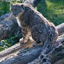 Snow leopard stares at me!