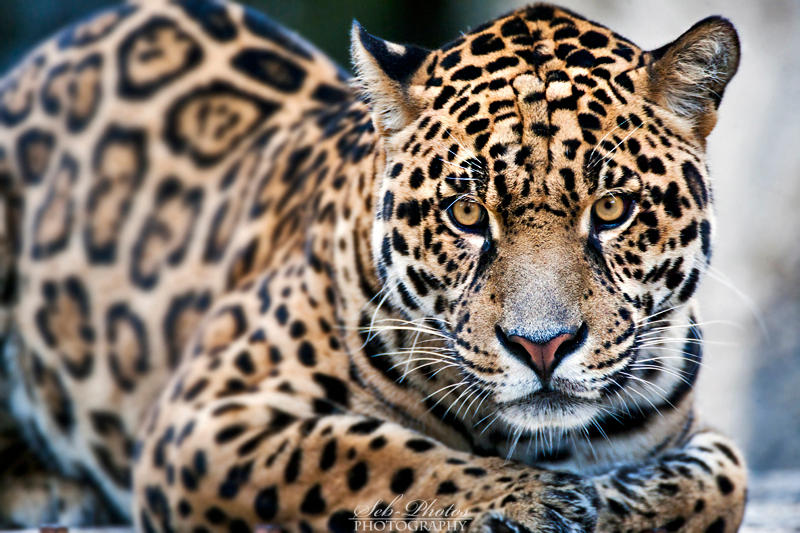 Gorgeous jaguar... by Seb-Photos