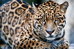 Gorgeous jaguar... by Seb-Photos Gorgeous jaguar... by Seb-Photos