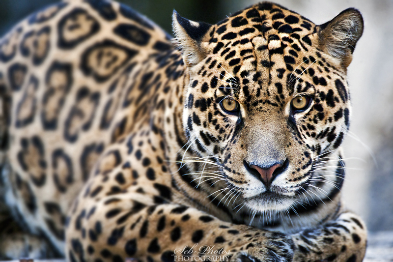 Gorgeous jaguar... by Seb-Photos Gorgeous jaguar... by Seb-Photos