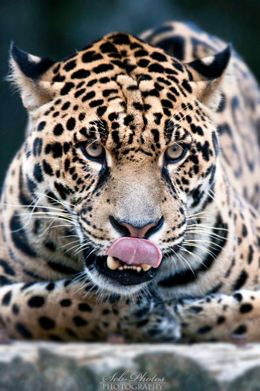 Jaguar found something appetizing! by Seb-Photos