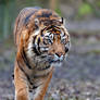 Magnificent tiger...