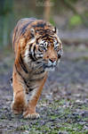 Magnificent tiger... by Seb-Photos