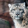 The snow leopard stare!