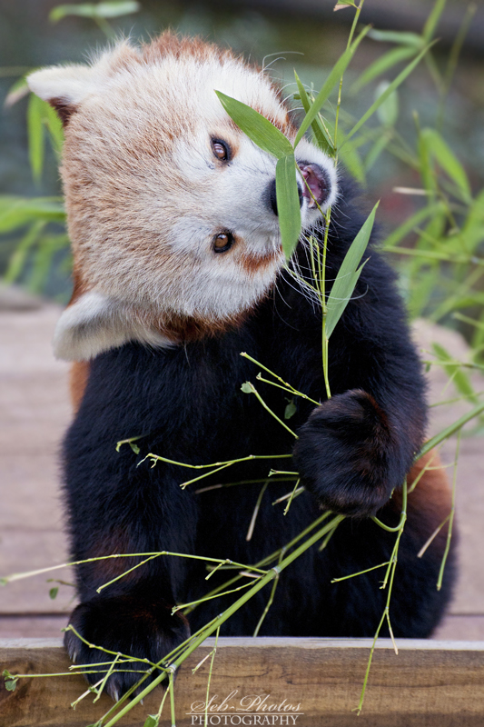 How to eat that bamboo?