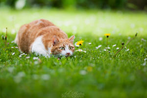 I guess I saw a mouse... Mickey, come here!
