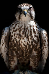 Saker falcon posing!