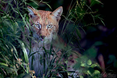 Lurking... by Seb-Photos