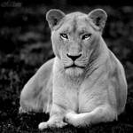 White on Black by Seb-Photos