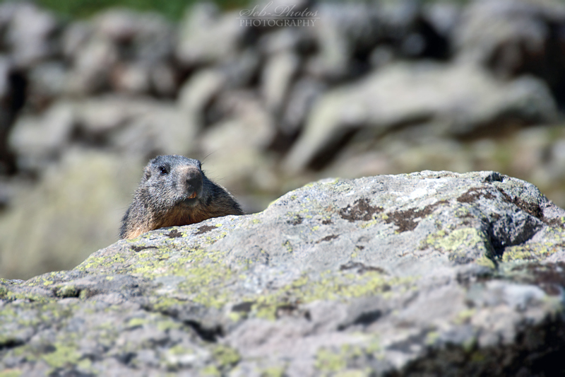 Playing hide and seek with marmots...