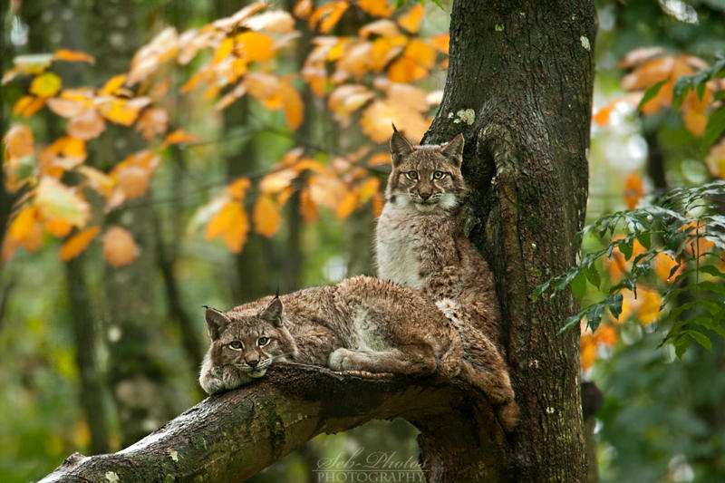 Autumnal linx cubs...