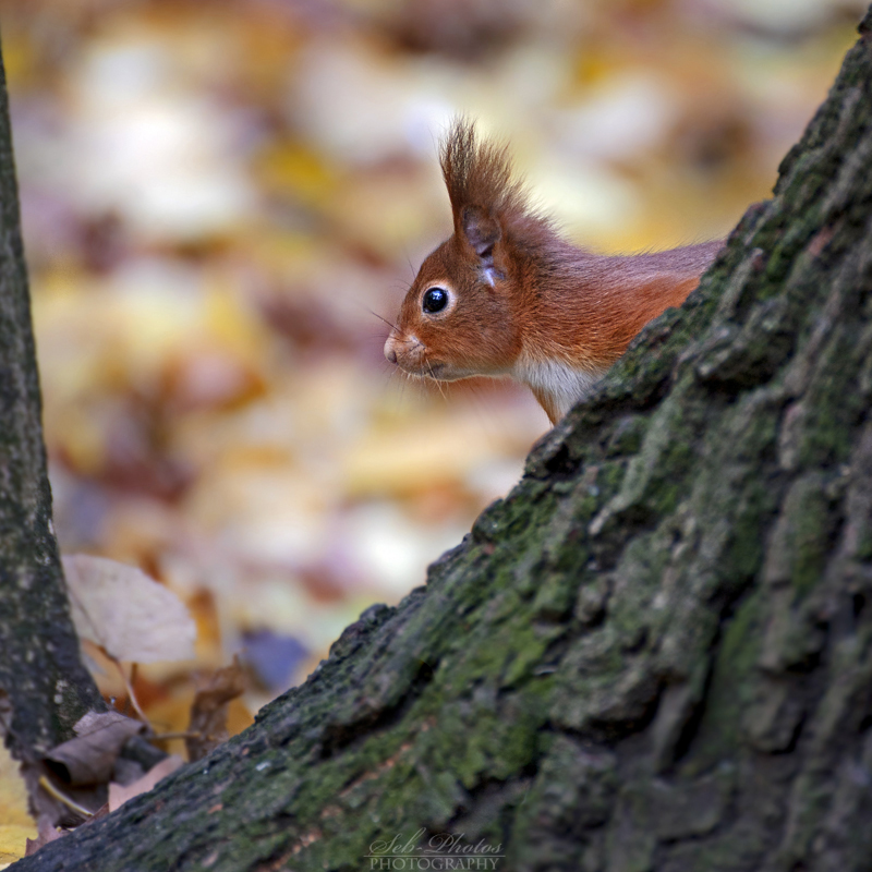 Peek-A-Boo